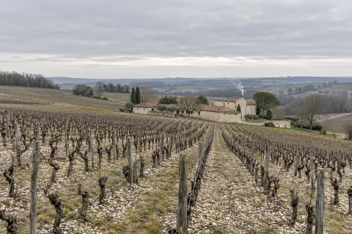 Rangs de vigne nus en hiver avec une ferme charentaise au loin