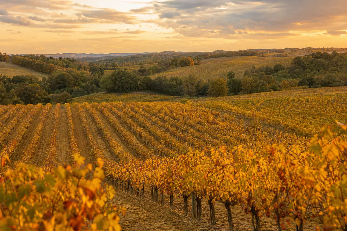Rangs de vigne gascons sur sables fauves à l’automne